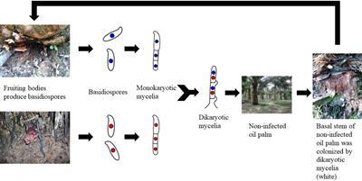 Ganoderma boninense: general characteristics of pathogenicity and methods of control